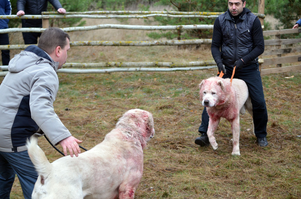 Самурыч-Уран 3     (1)