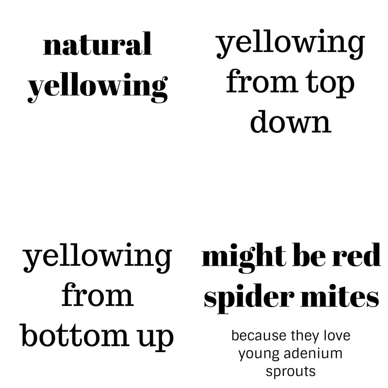 comparison-yellowing-adenium-leaves.jpg