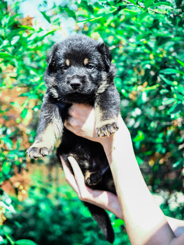 P6070336-кобель2