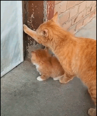 Funny-Cat-GIF-OUCH-Mama-cat-opens-the-door-but-doesn-t-let-pass-her-poor-baby-ok-cats.gif