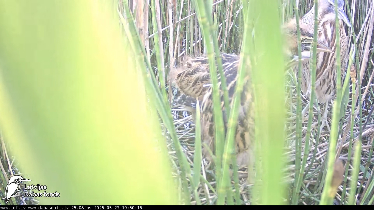 LDF Lielais dumpis (Botaurus stellaris) Zemītes pagastā 9-29-6 screenshot