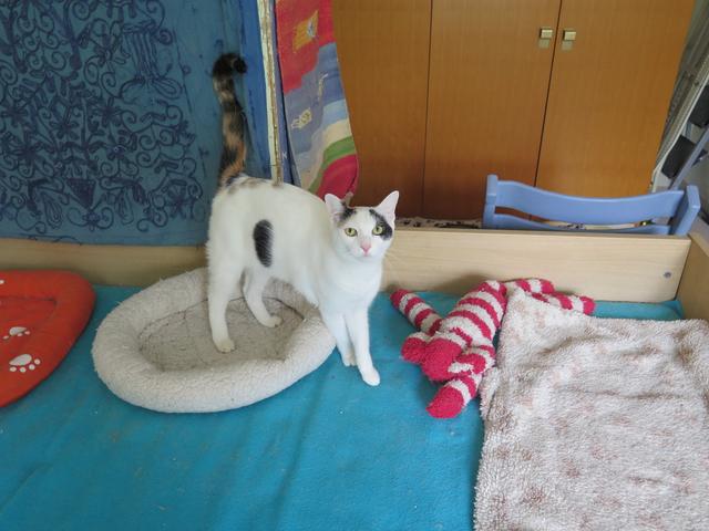 Slika