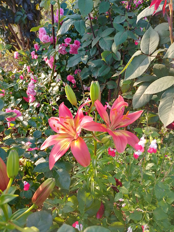 IMG_20230605_200044_HDR