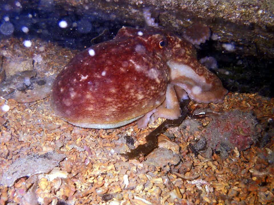 118472239_10157036908266739_6817312489628748474_n