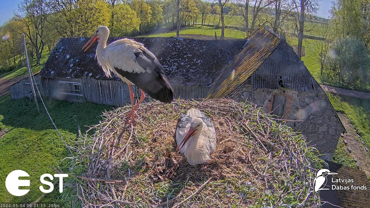 Baltie stārķi (Ciconia ciconia) Tukuma novadā - LDF tiešraide __ White storks in Tukums, Latvia 12-5