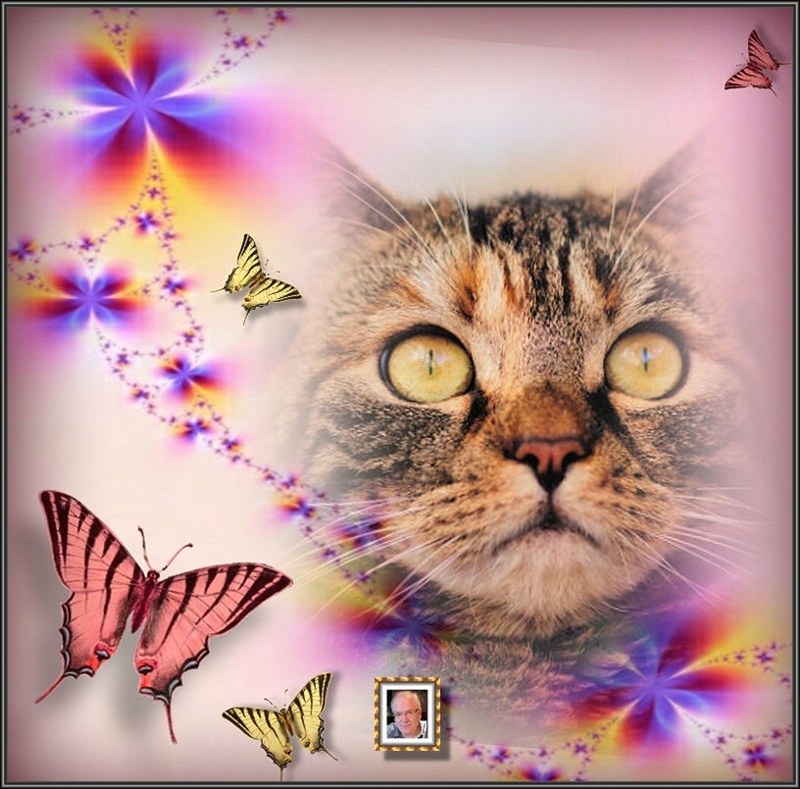MOOIE-KATER-2
