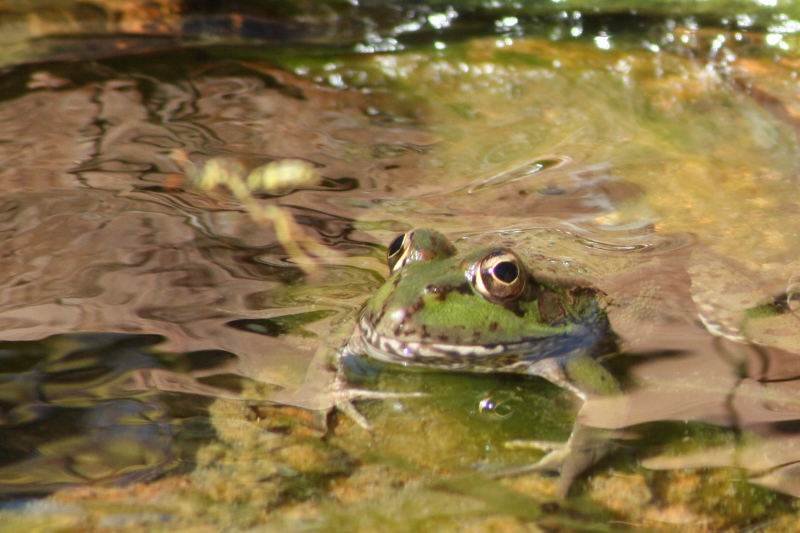 IMG_0314-800-Pelophylax-perezi.jpg