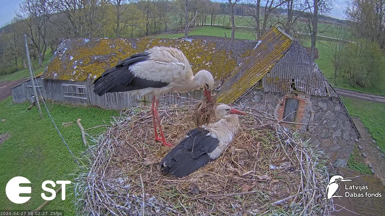 Baltie stārķi (Ciconia ciconia) Tukuma novadā - LDF tiešraide __ White storks in Tukums, Latvia 12-5