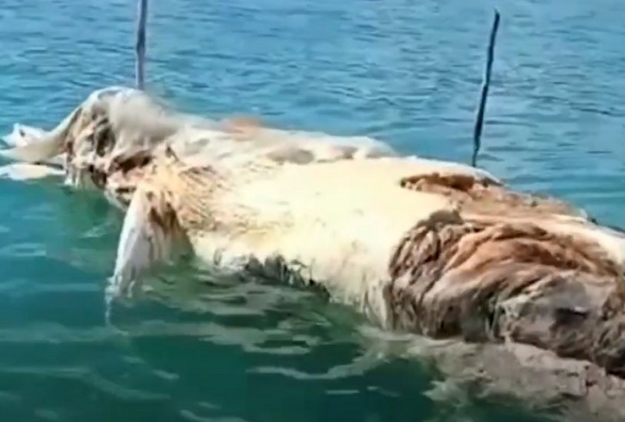 Viral penemuan bangkai hewan raksasa di perairan Natuna, Riau yang diduga gajah mina.