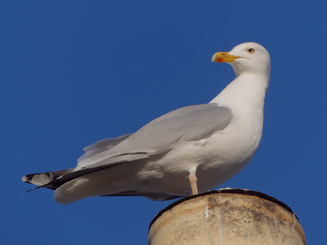 HERRING GULL 2