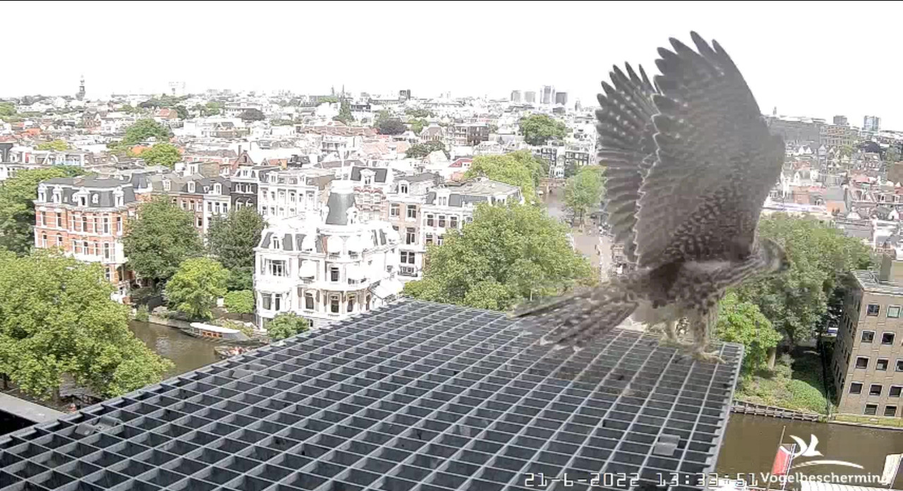 Amsterdam/Rijksmuseum screenshots © Beleef de Lente/Vogelbescherming Nederland - Pagina 30 Video-2022-06-21-133457-Moment-3