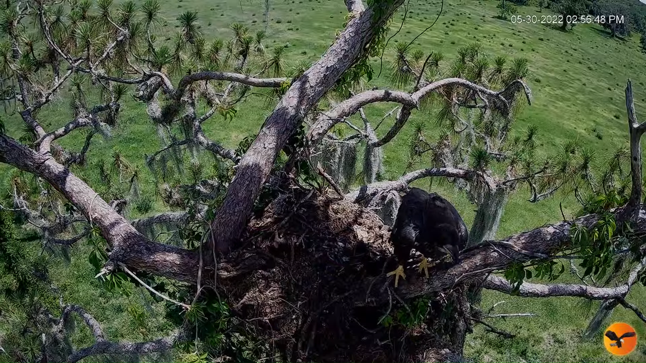 EC 4K Overhead Cam 6-31-2 screenshot