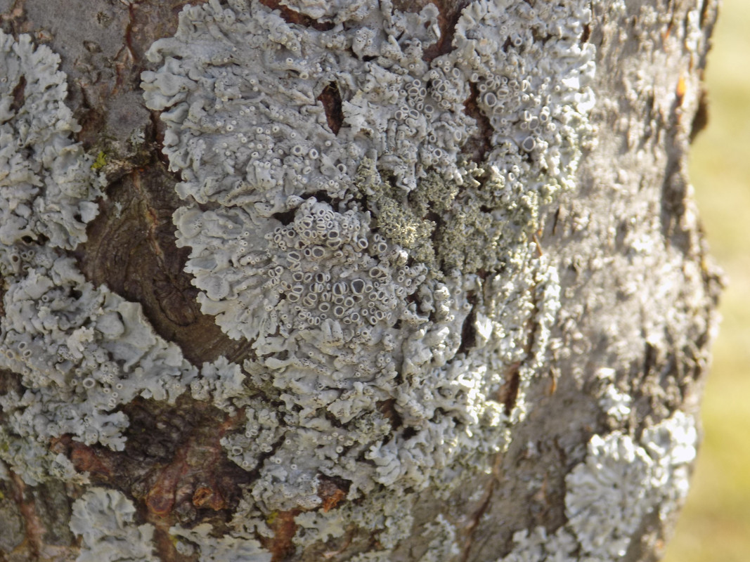 A tree trunk in sun, displaying grey-green lichens with dark brown apothecial discs and prominent soredia.