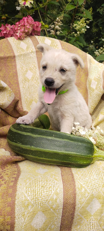 Изображение WhatsApp 2025-08-19 в 12.07.56_8bedaecb