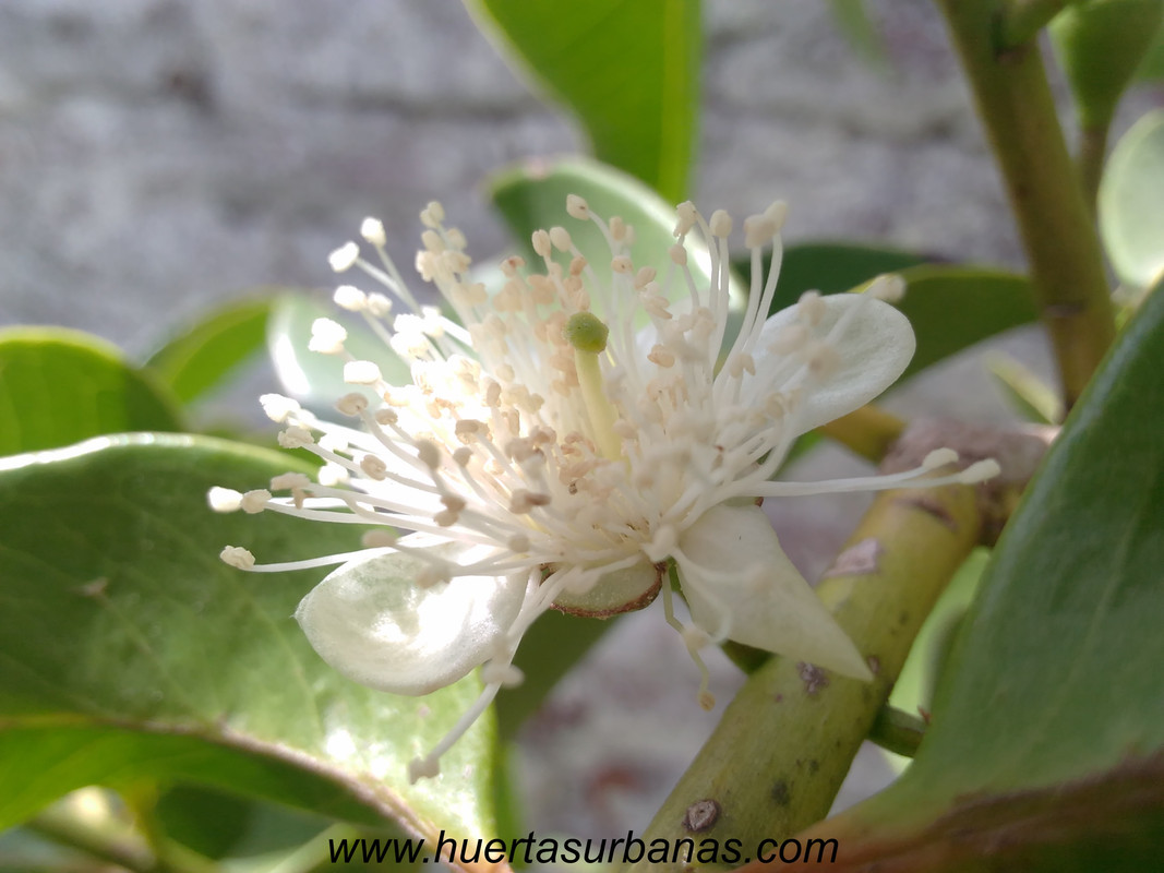 huertasurbanas_com_20171025_133535psidium_guyanense-4