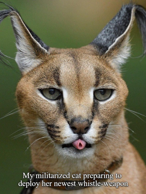 cats-has-evolved
