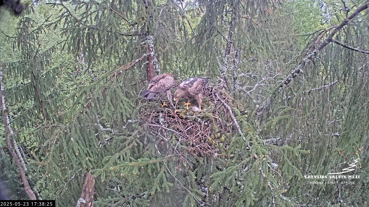 LVM mazais ērglis Lisiņa, egle2 – Lesser Spotted Eagle 13-41-15 screenshot