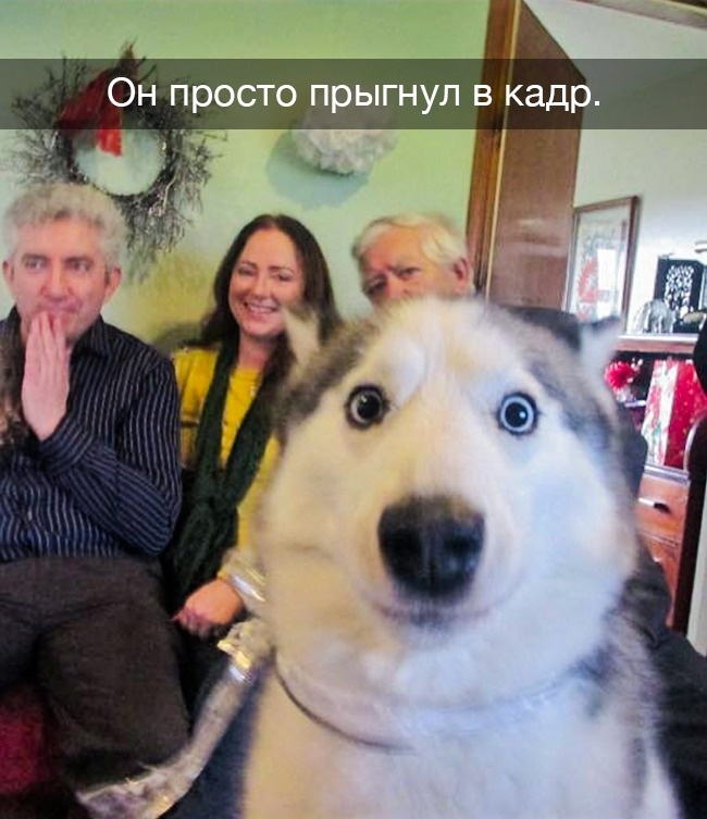 12 историй о домашних животных, с которыми никогда не бывает скучно