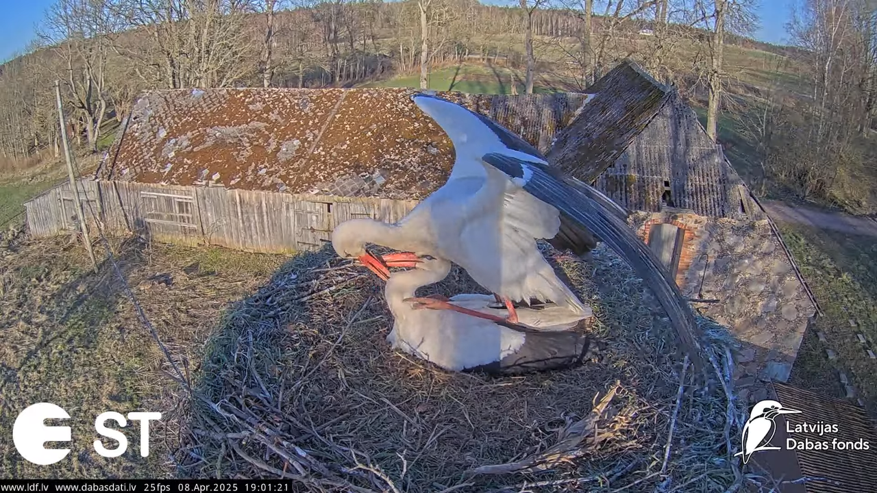 (14) Baltie stārķi (Ciconia ciconia) Tukuma novadā __ White storks in Tukums, Latvia - YouTube - 855