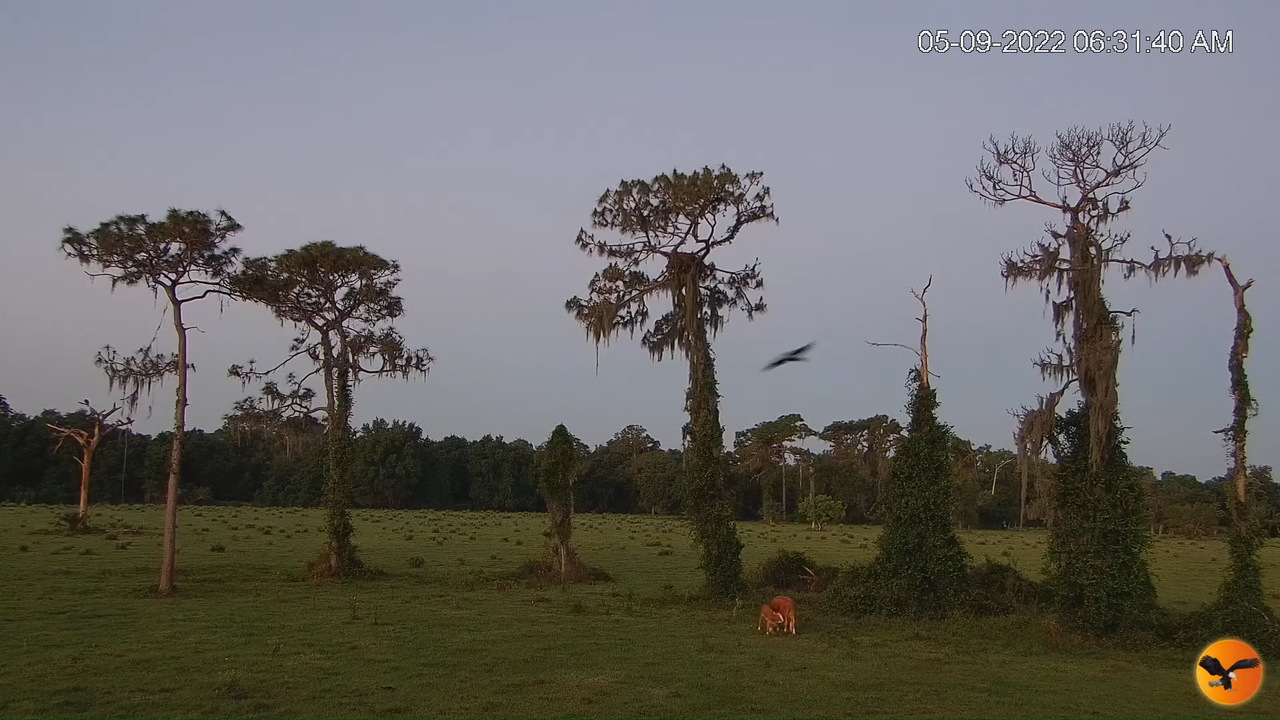 EC Cow Cam 7-47-45 screenshot (2)