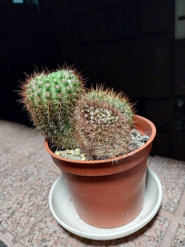 [問卦] 急在線等!連假搞到扁掉怎麼辦?