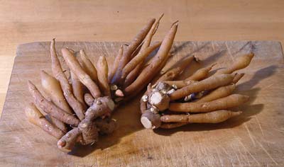 krachai rhizome boesenbergia pandurata