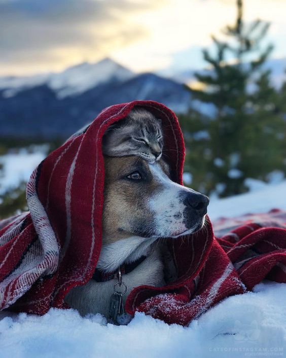 redblanketdog.jpg