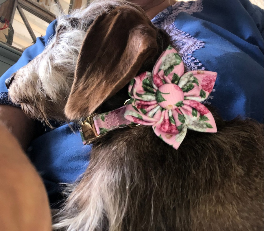 [Image: IMG-4088-1.jpg]