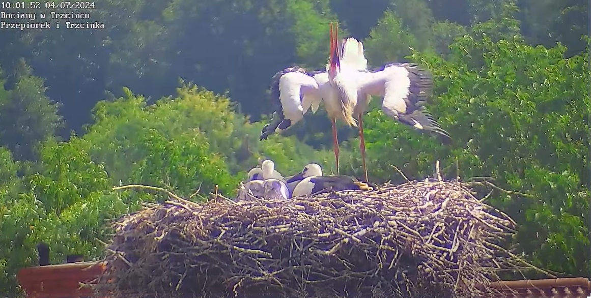 nolatamicosnadchalupa