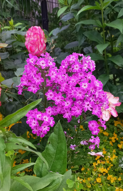 флокс4