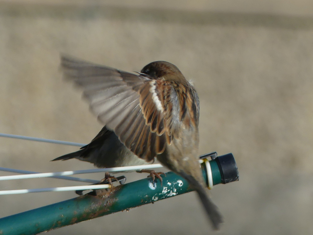 SPARROW 6