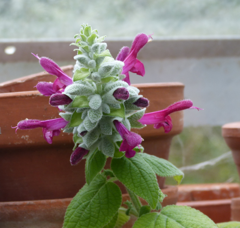 Salvia leucocephla