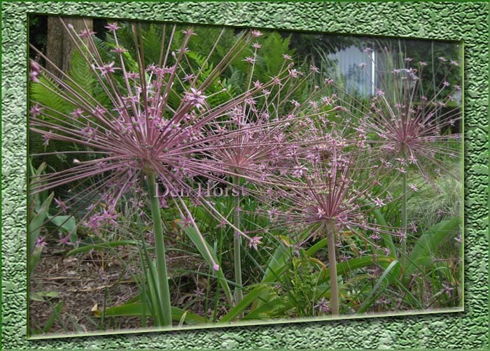 ALIUM-SCHUBERTII-SIERUI