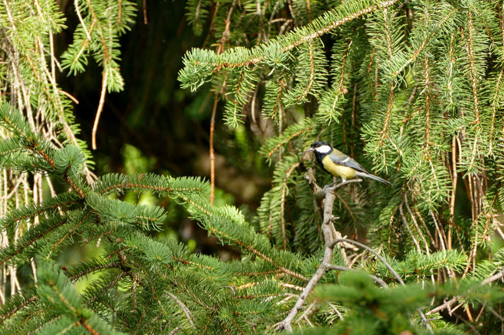 Mésange redimensionnée