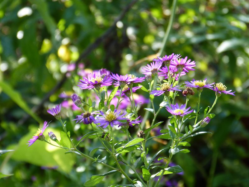 2014-11-01 Novemberblüten 16