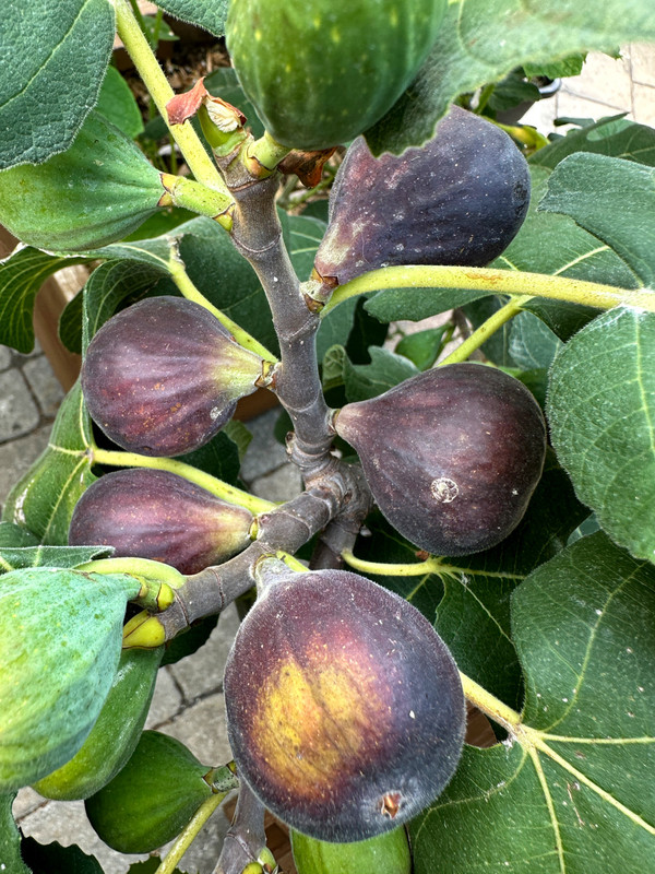 figs-488.jpg