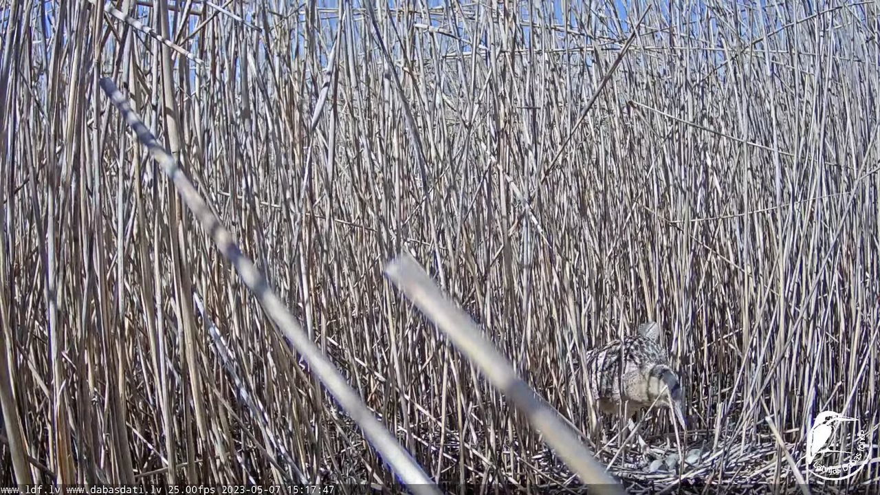 Lielais dumpis (Botaurus stellaris) Engurē - LDF tiešraide 10-37-7 screenshot