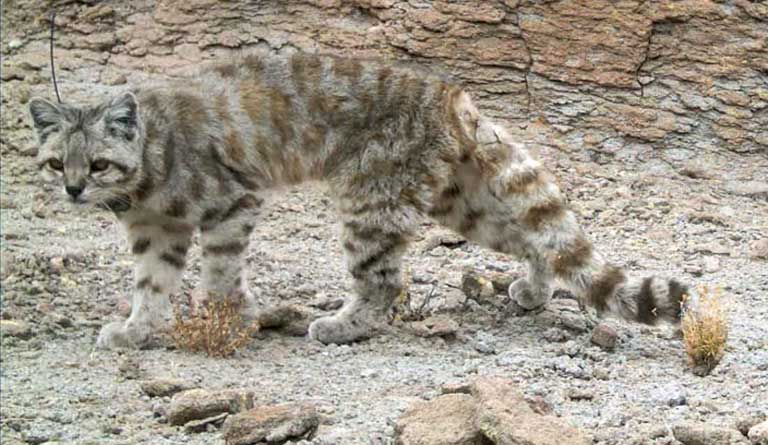 Perú. Serie fauna amenazada peruana (2017-19) Gato