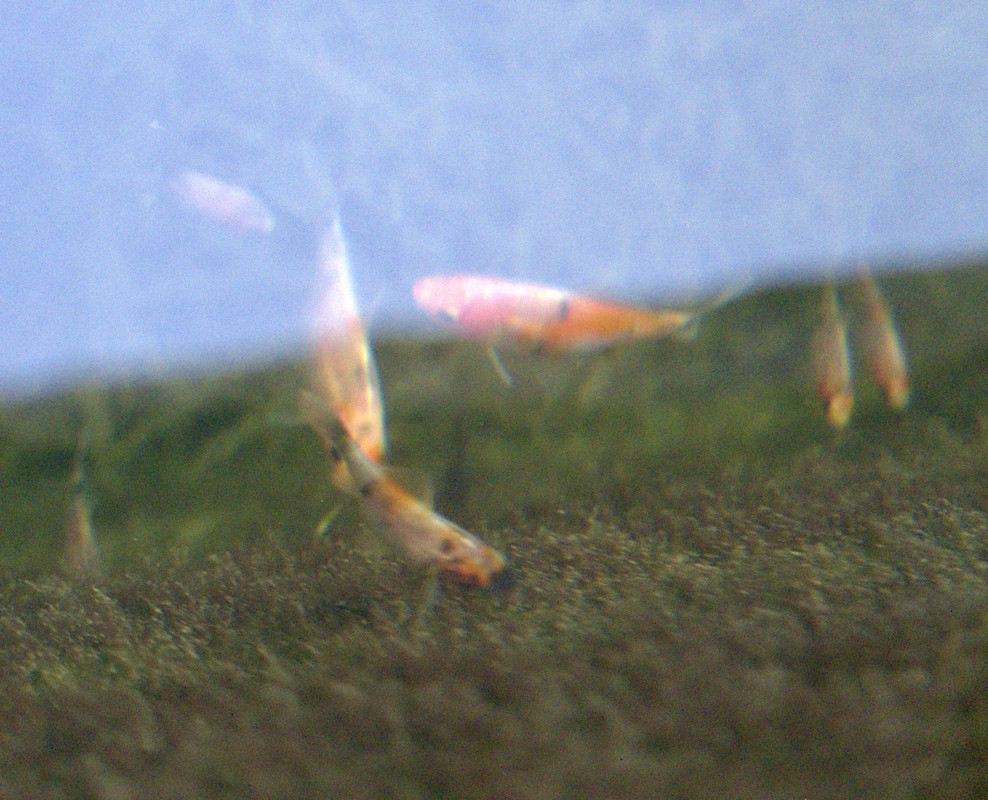 Fishmini1