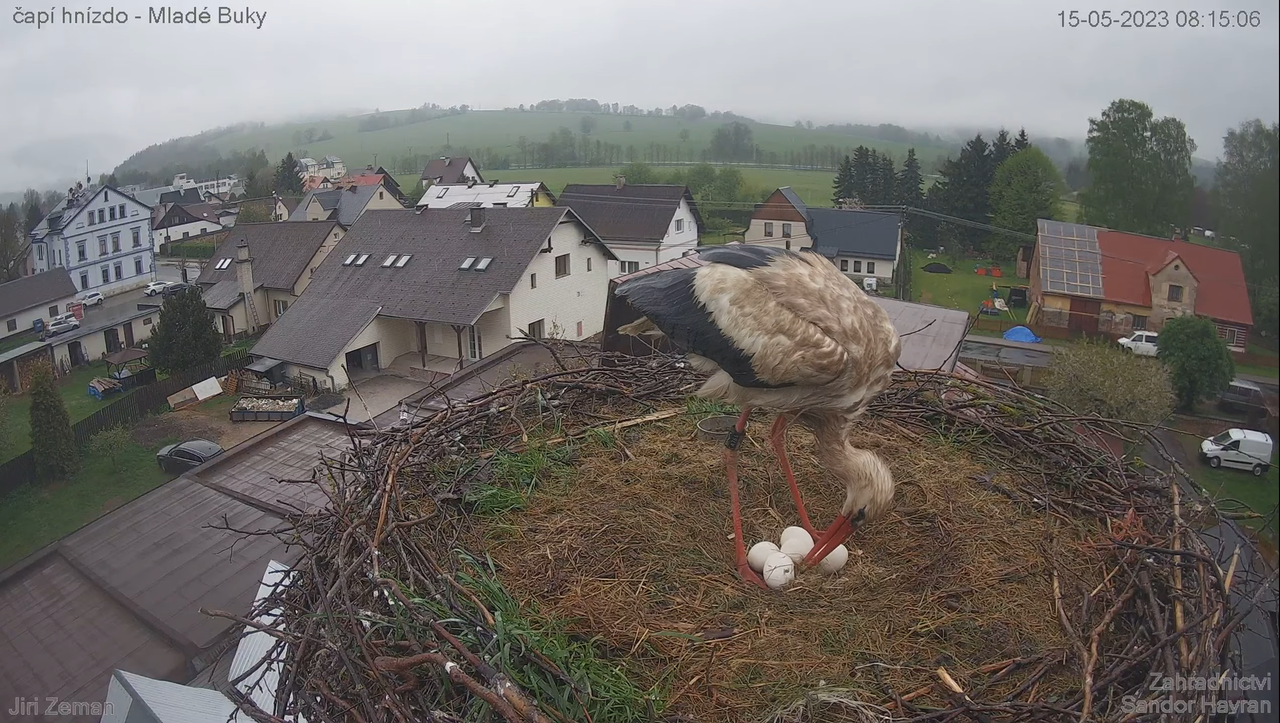 Živá kamera - Mladé Buky - čapí hnízdo 12-44-11 screenshot