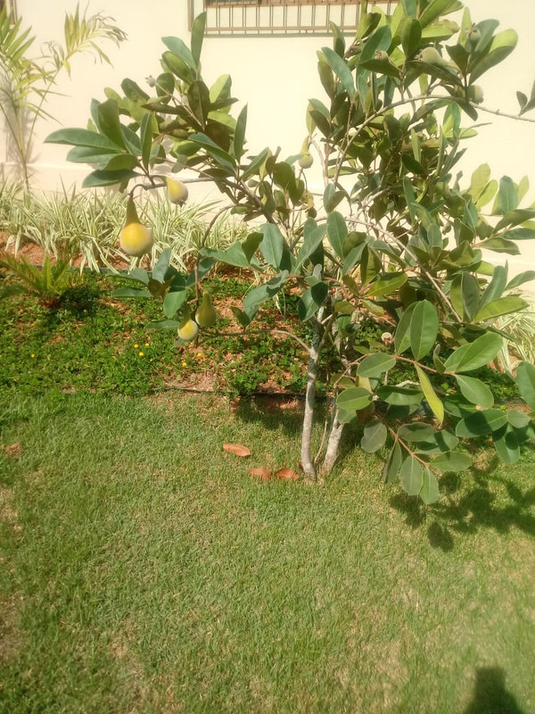 WhatsApp Image 2020-12-20 at 00.10.00 (29)