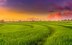 countryside-paddy-fields-4k-t1.jpg