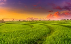 countryside-paddy-fields-4k-t1.jpg