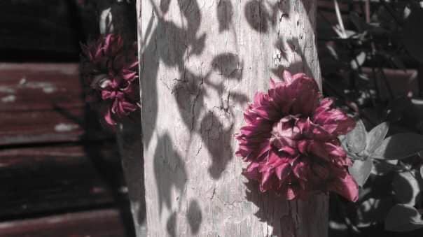 88098817_3072198756163970_696053309206691840_n