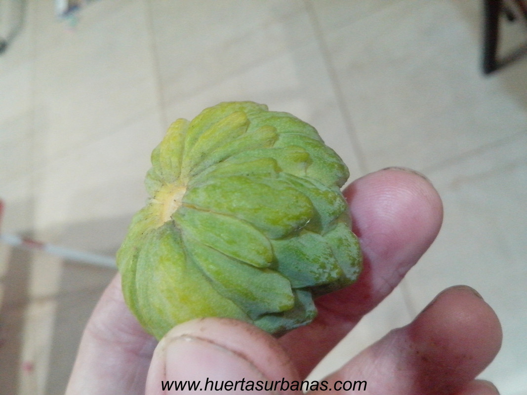 huertasurbanas_com_20180417_210815annona_parviflora_-2