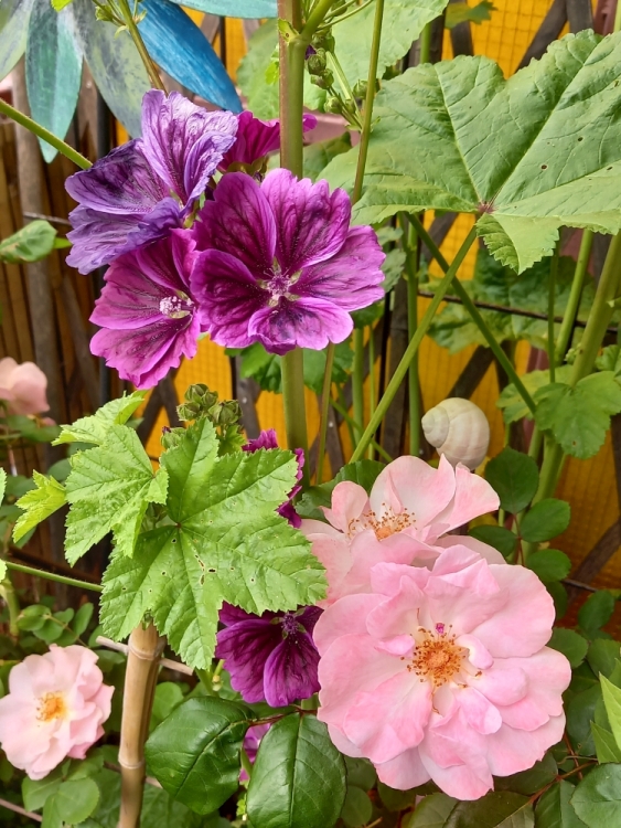 [Bild: rosensaison2021-05.jpg]