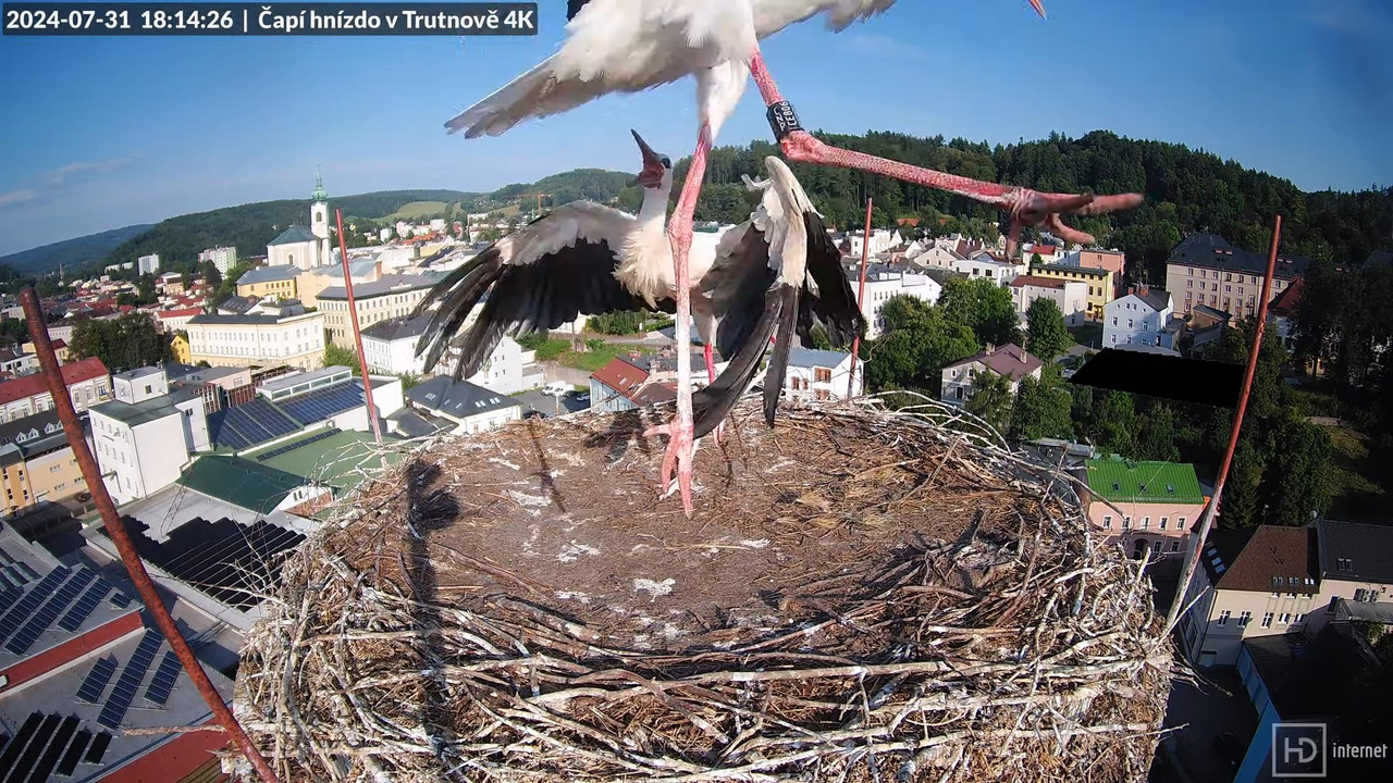 Živě z čapího hnízda na pivovarském komíně v Trutnově 12-20-35 screenshot (2)
