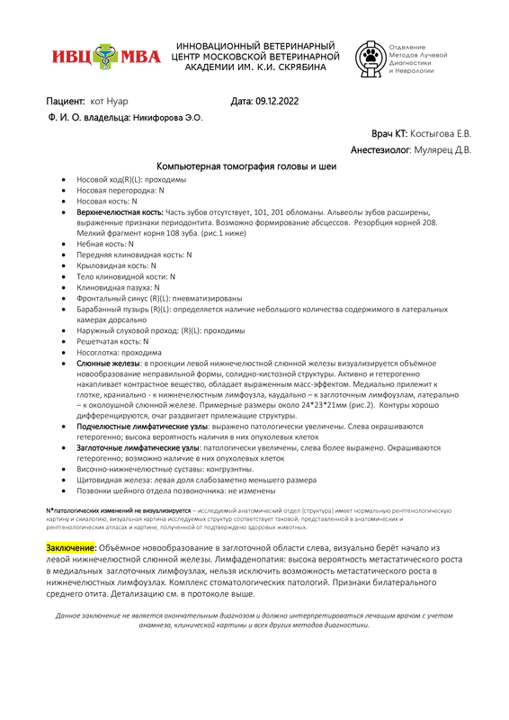 Никифорова Э.О. кот Нуар голова шея (1)