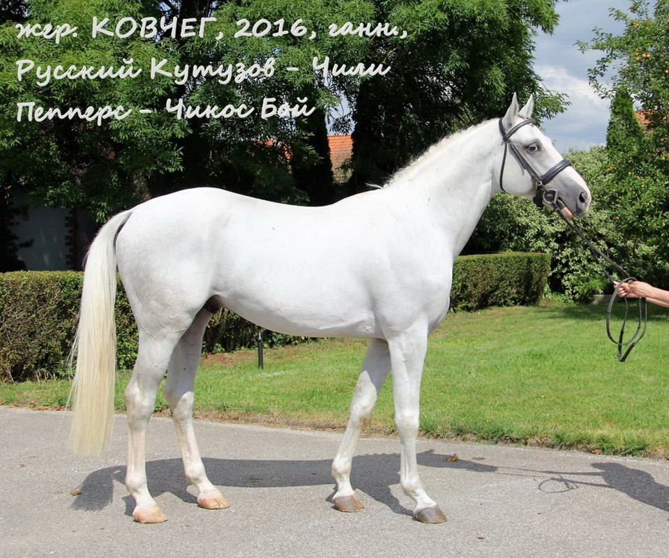 Ковчег-1-1-1024x854