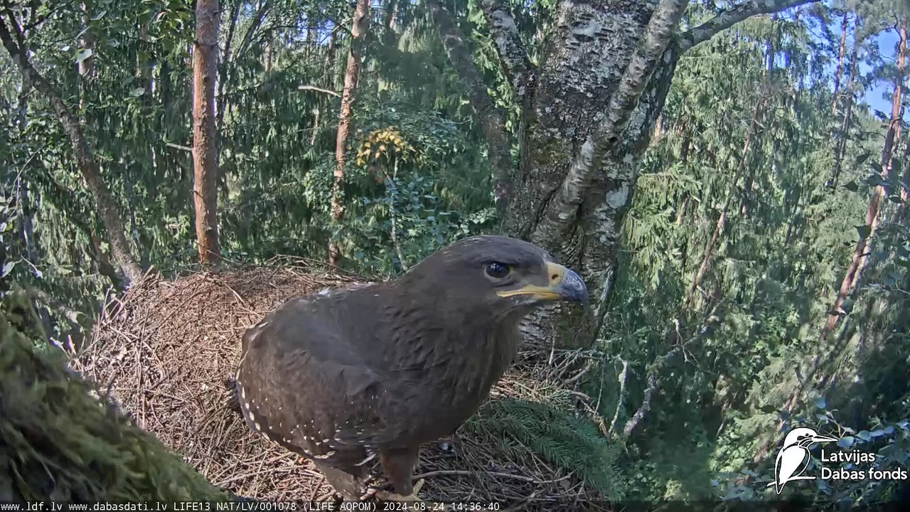 Mazais ērglis (Clanga pomarina), ligzda bērzā - LDF tiešraide 15-33-35 screenshot
